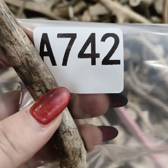 天****鹿角鹿角鹿角鹿角鹿角鹿角