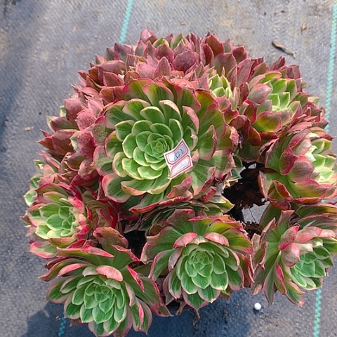 522粉海王多肉植物