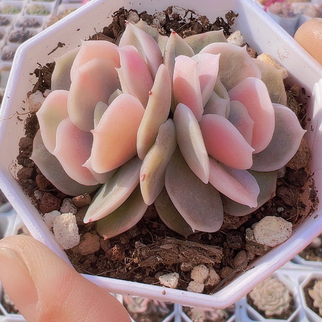 蓝色惊喜锦19包邮多肉