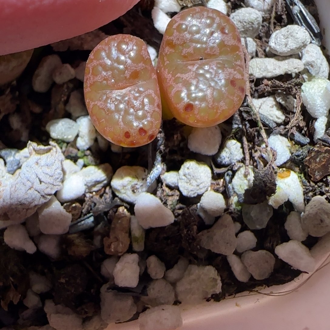 肉锥多肉植物百科-泡泡勋1112