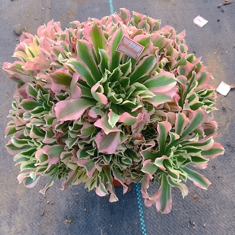 327雨花石多肉植物