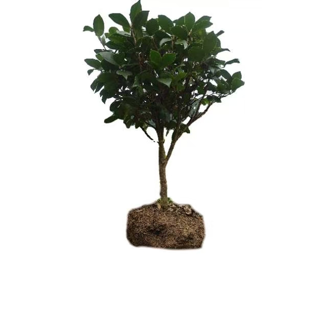 一物一拍带土球茶花赤丹茶花山茶花绿植桂花树茶花盆栽花卉室内