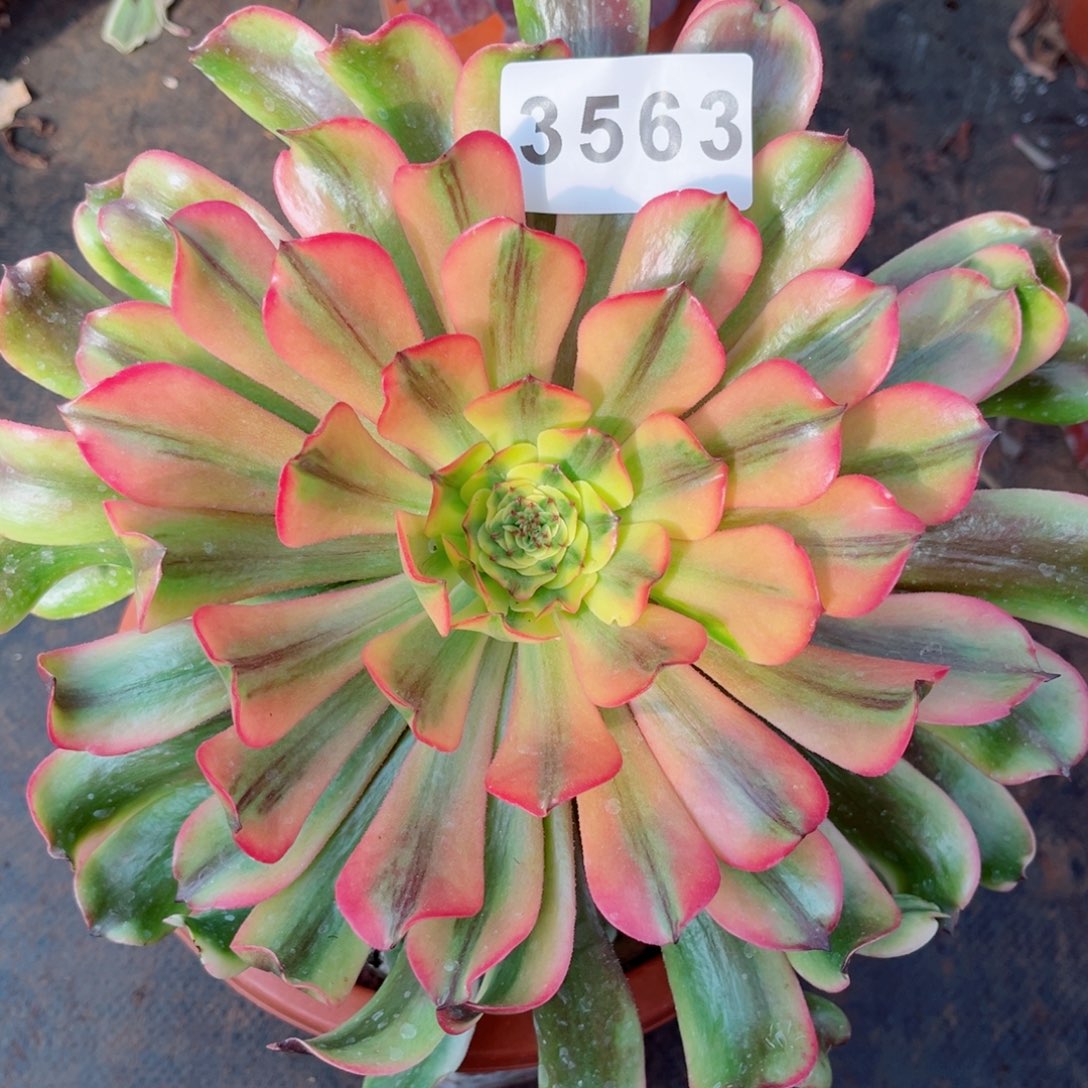 粉钻多肉发货发货