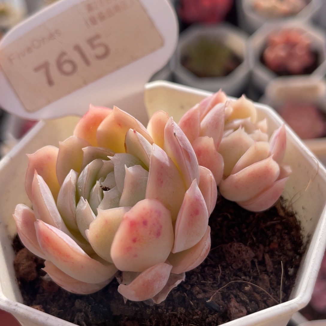 冰梅7615-5.5厘米