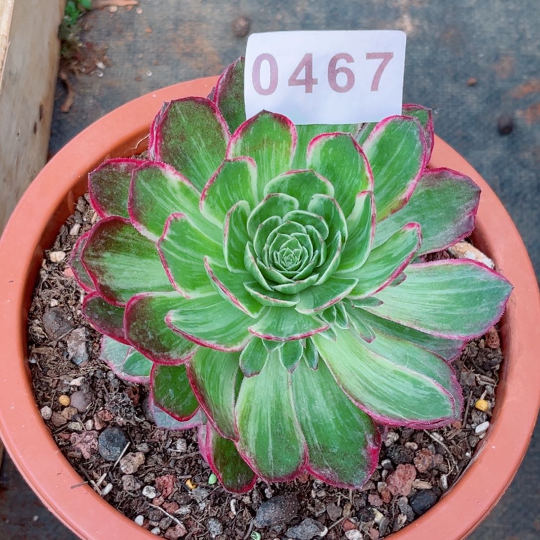 万花筒多肉发货发货