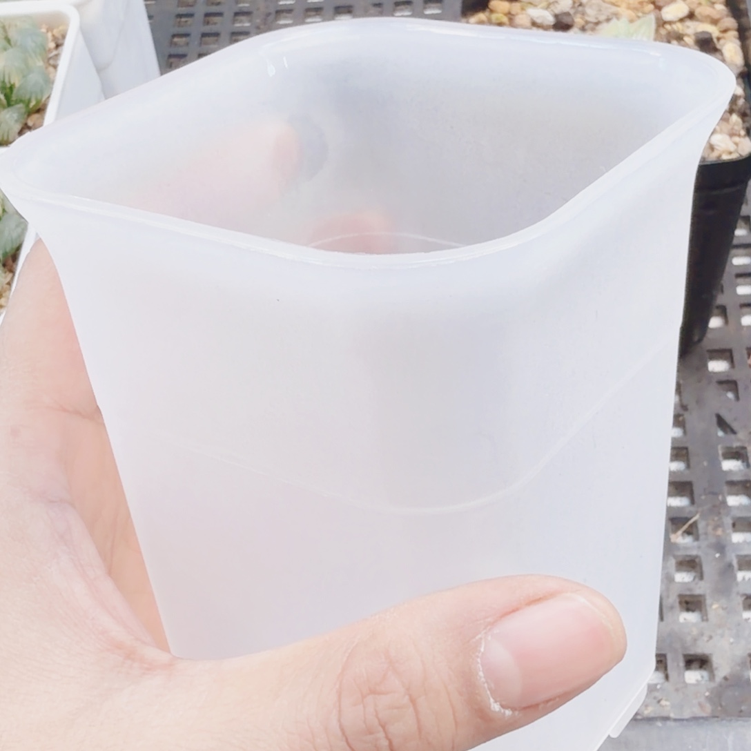 无花朵十二卷盆两个