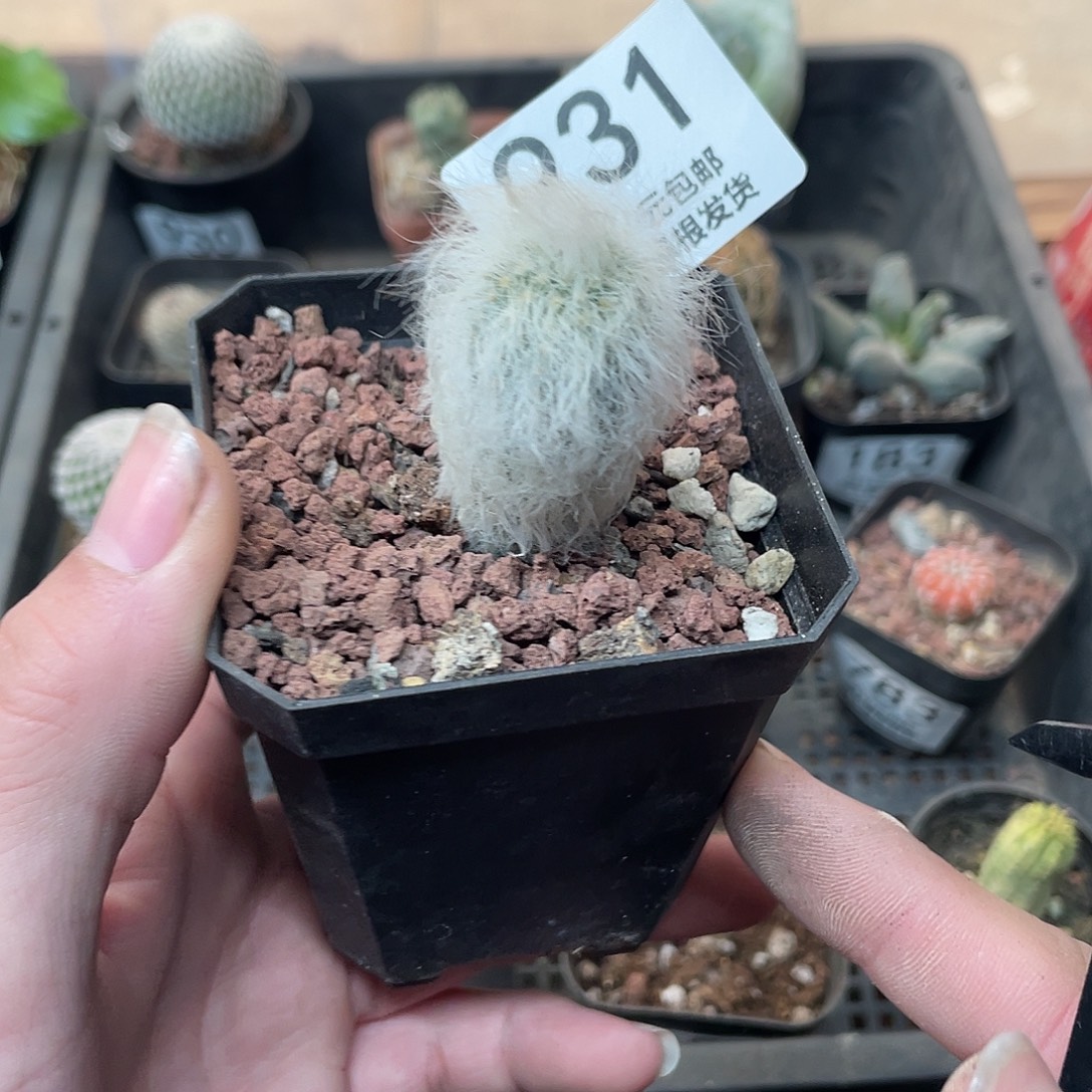 931白发虾（满18包邮）