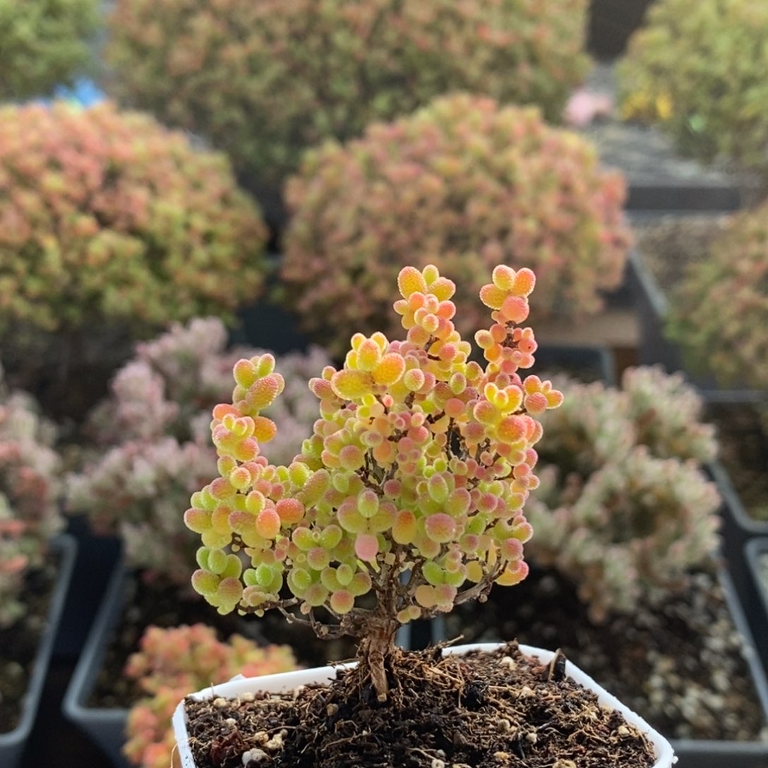 月***作蜜橘糖球3324枝干番杏