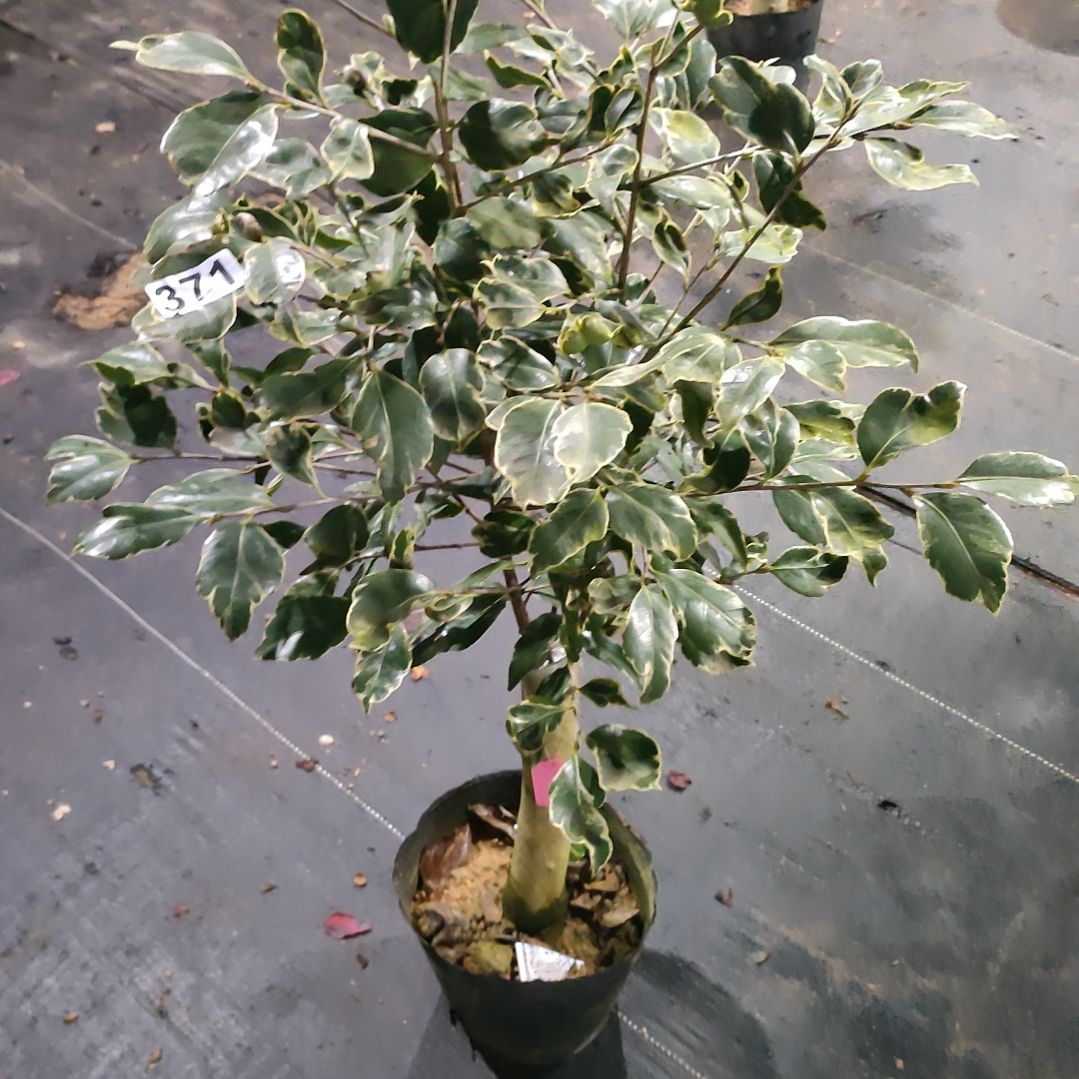 B****?371金边夏，原盆原土发货