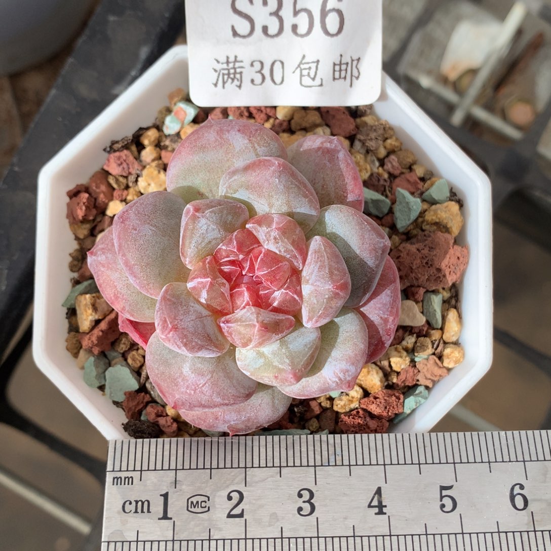 356。石化灯芯琥珀。