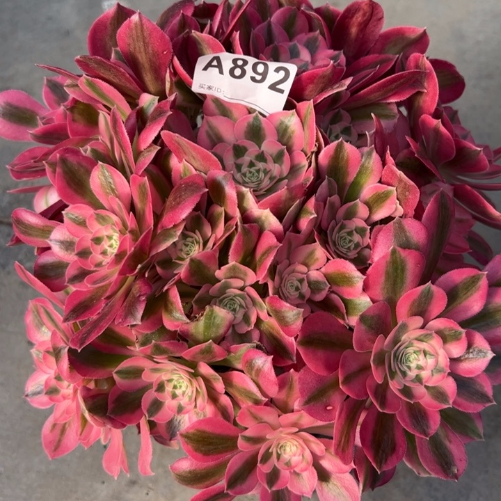 892女巫25厘米左右