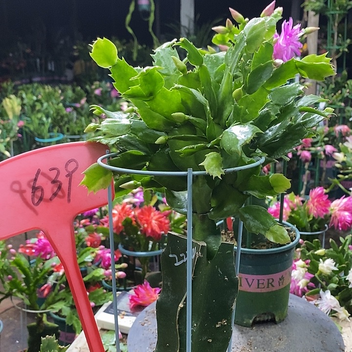 2224重瓣639带盆发顺丰