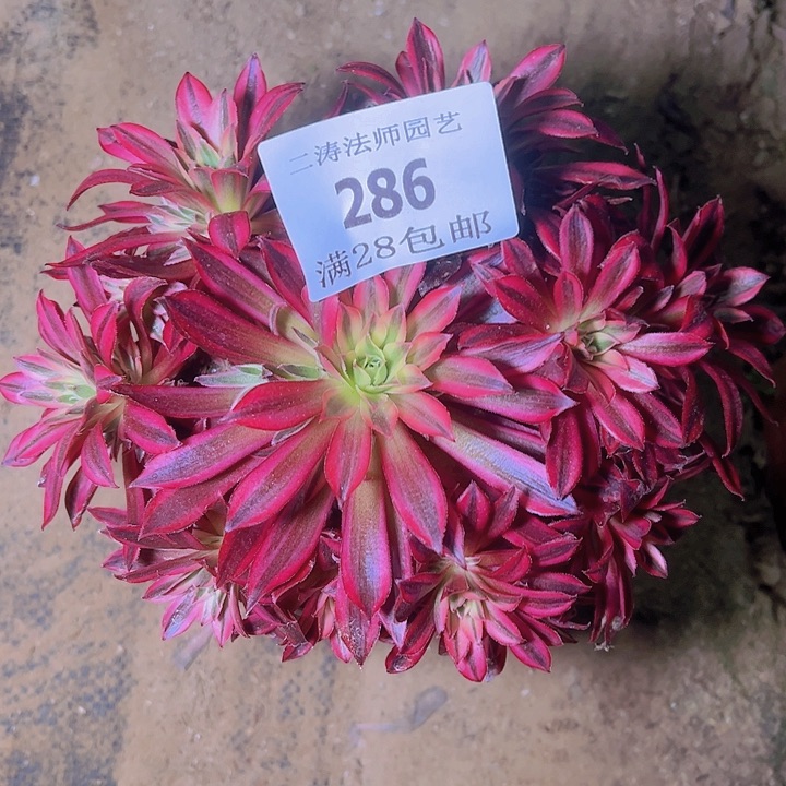 286凤凰超白多肉老桩