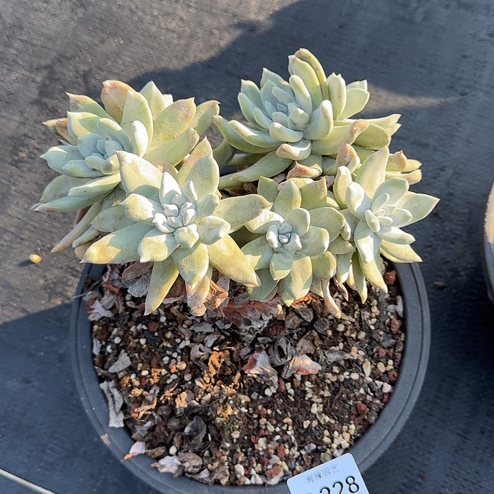 拇指仙女杯多肉植物