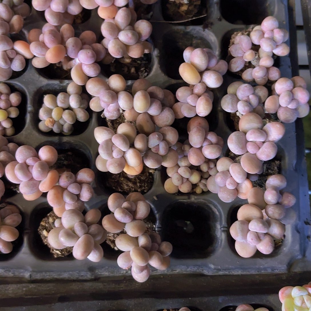 原始奶双头一颗量拍