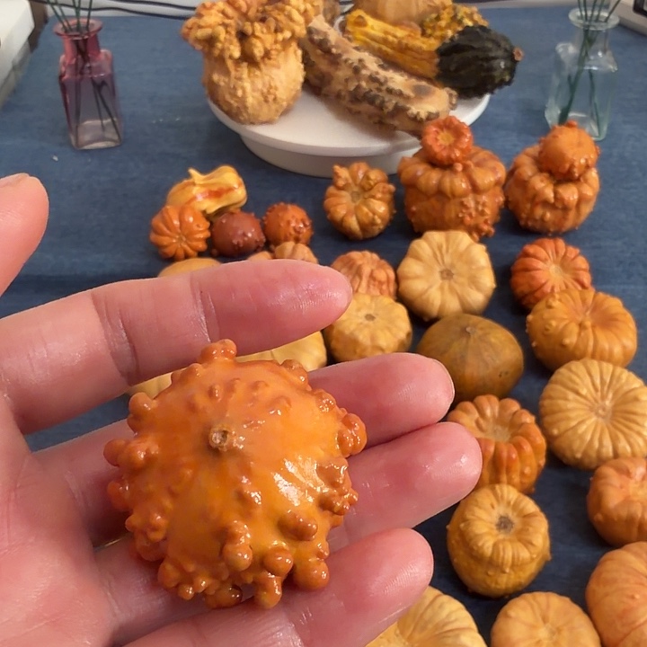 一***工墨西哥七彩疙瘩葫芦