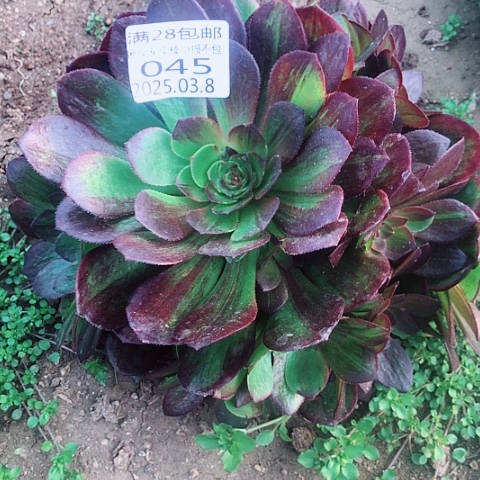 3.8-45花月夜多肉植物