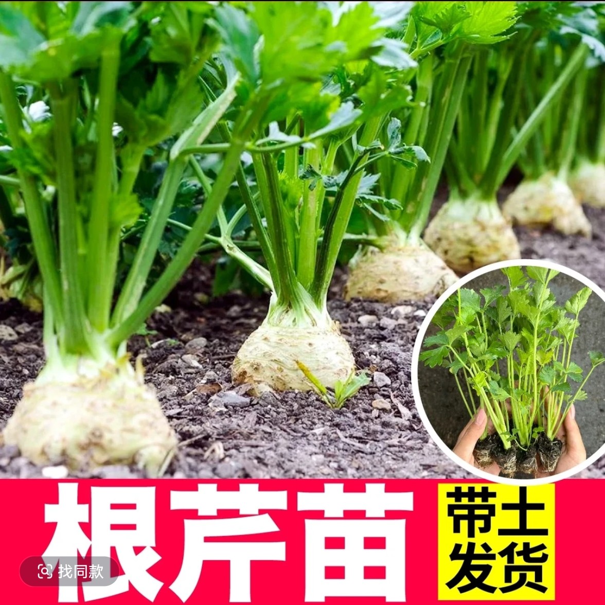 地中海根芹苗阳台花盆家庭种植优质种苗