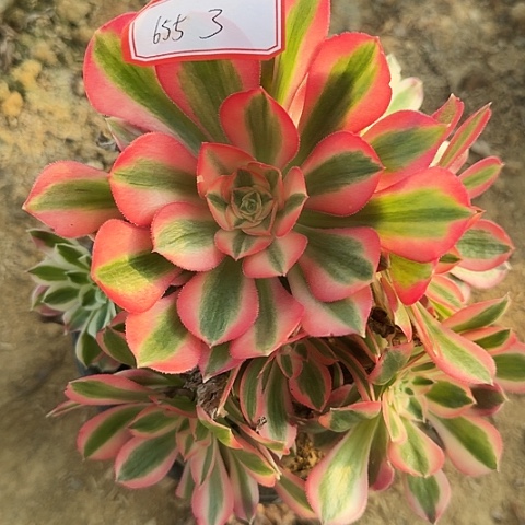 多肉植物粉女巫655