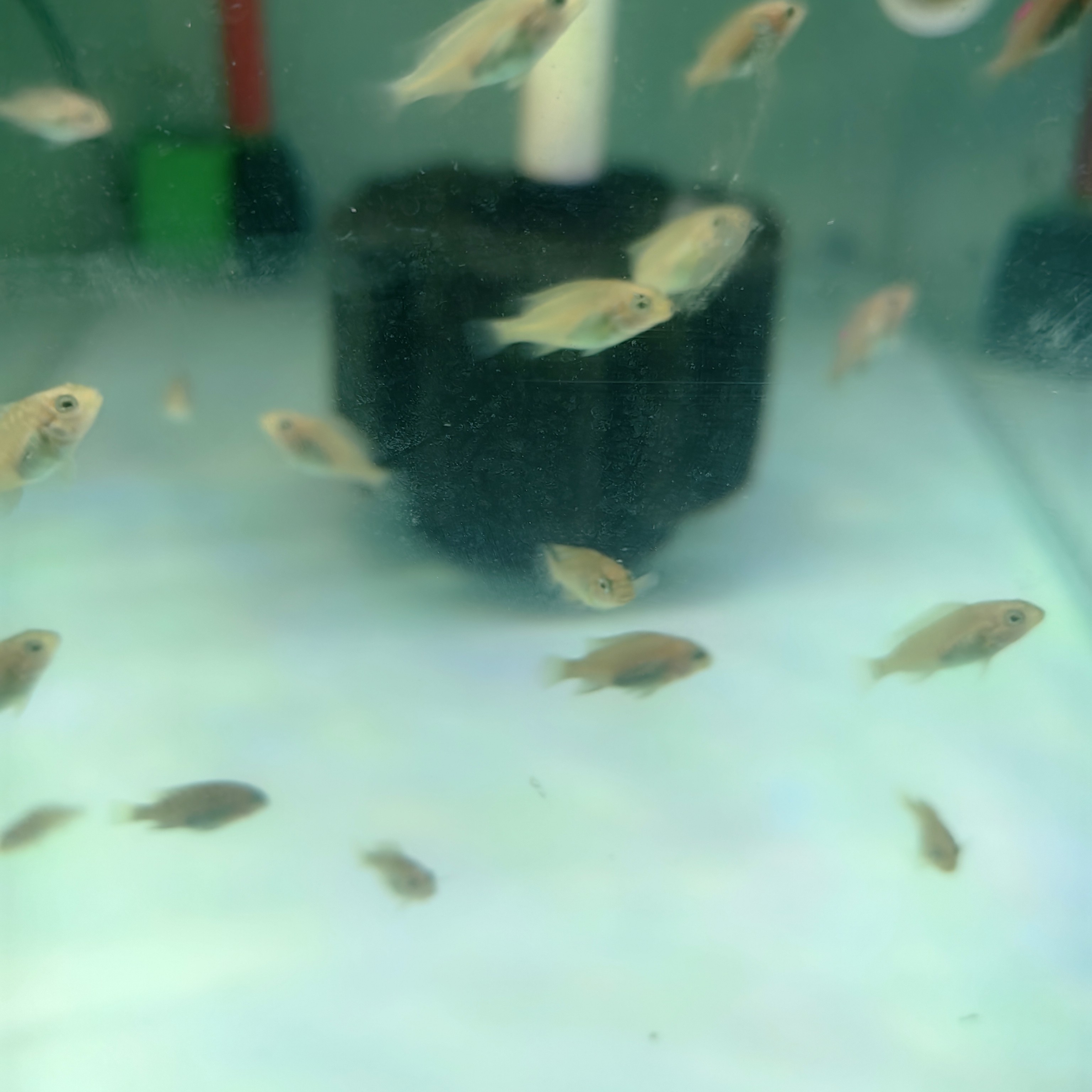 三湖慈鲷绿龙王苗子  2-3Cm 