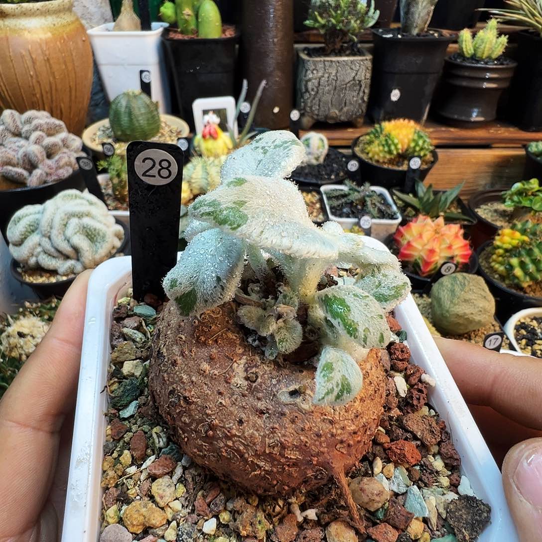 ෆ***ෆ断崖女王带盆发货不脱土