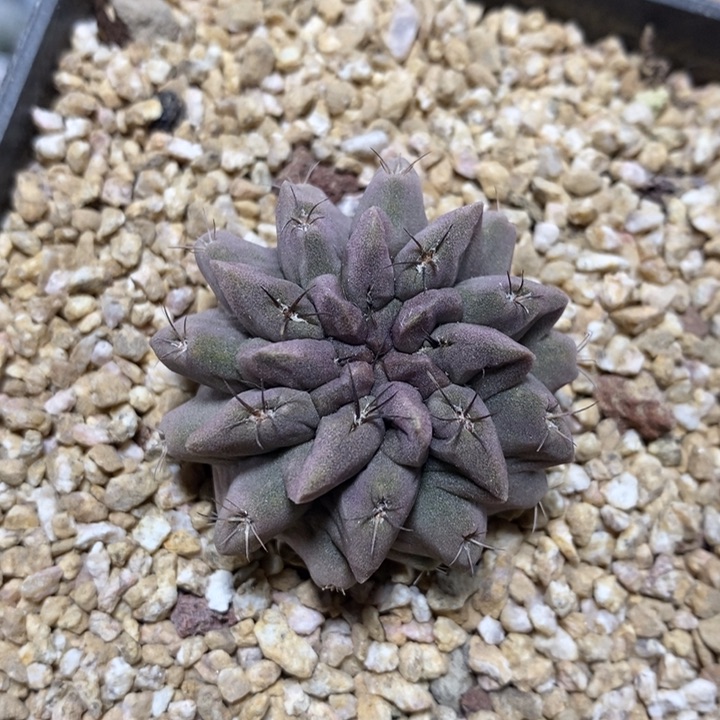 实生素妆玉97号3.7cm