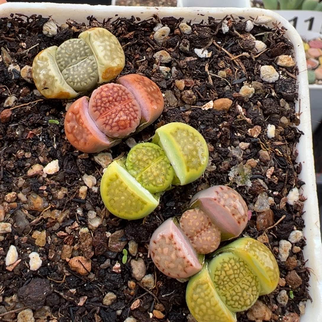 1.15好看的多肉014