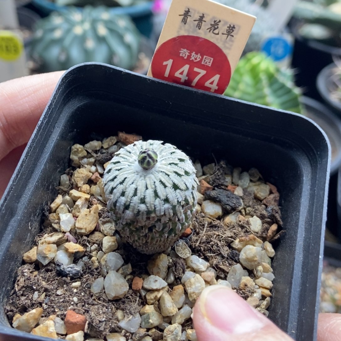 实生带花苞精巧殿侧面有斑2.2cm