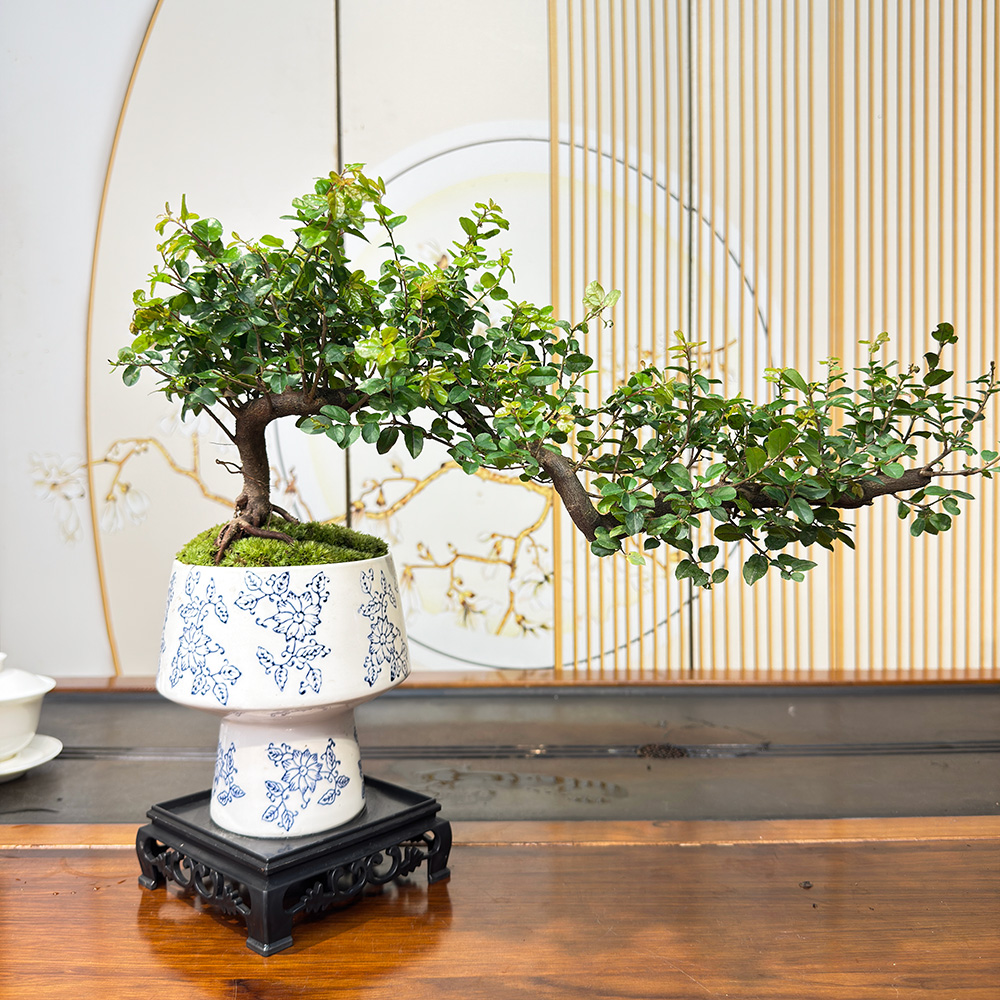 高端名盆景老桩飘枝悬崖雀梅盆景七贤客厅办公室好养大气老板送礼