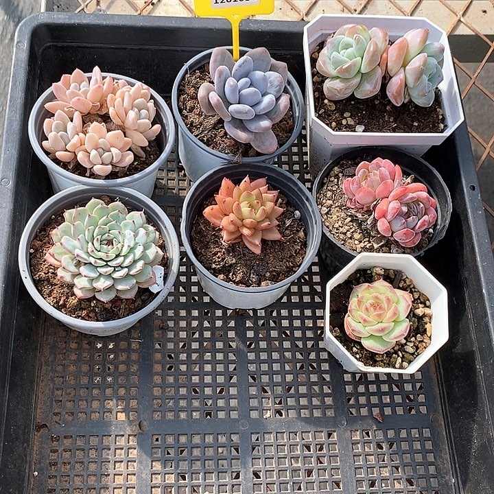 1201038 筐拍不售后