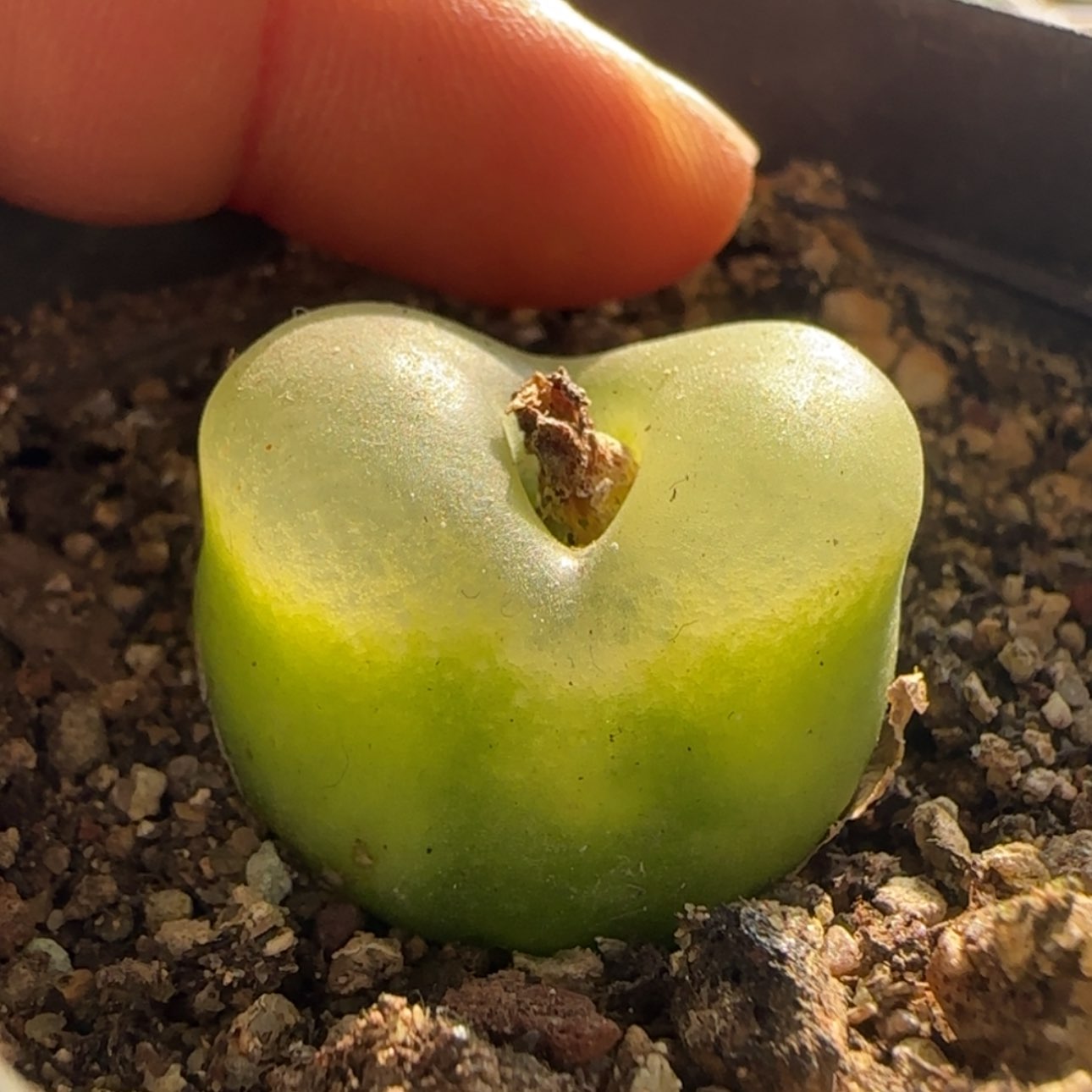 【闪购商品】21960