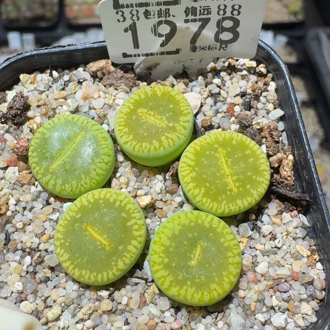 zzzzz生石花肉锥1975