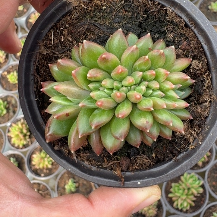 柏拉图 缀化 一物一拍