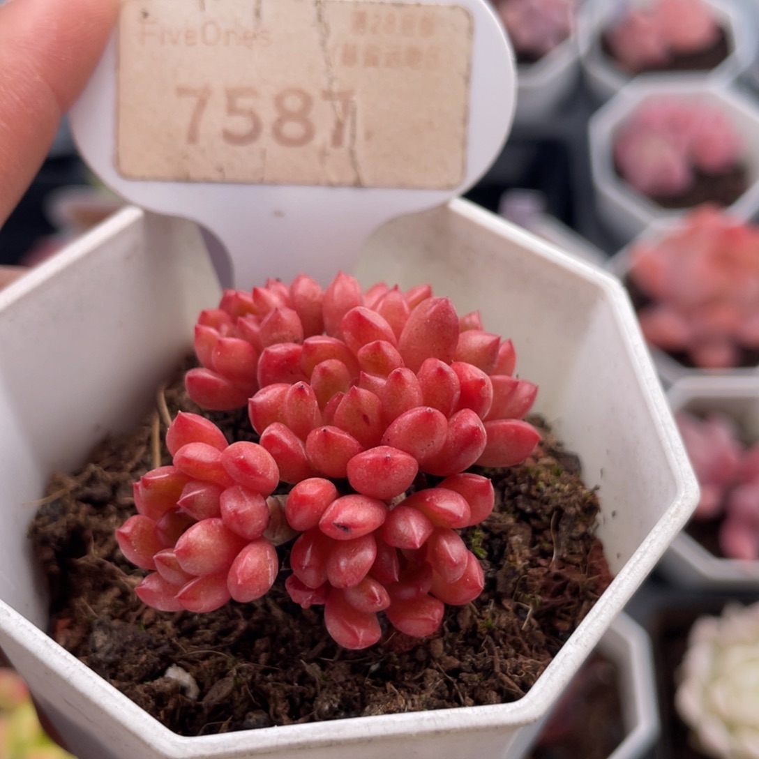 鸡血红宝石7587-4.5厘米