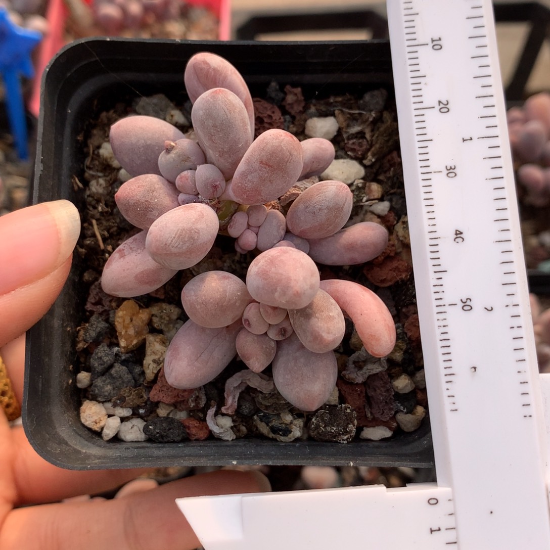 仙子奶多肉植物哈哈哈