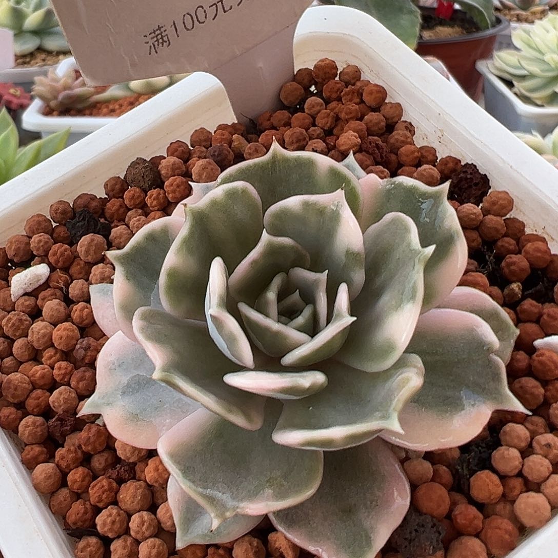 9号莉娜莲锦多肉植物