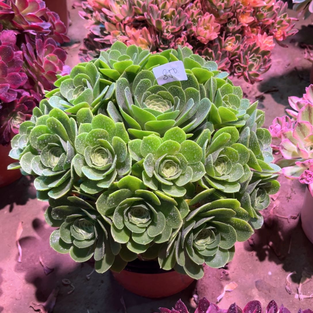 多肉植物阳光玫瑰850