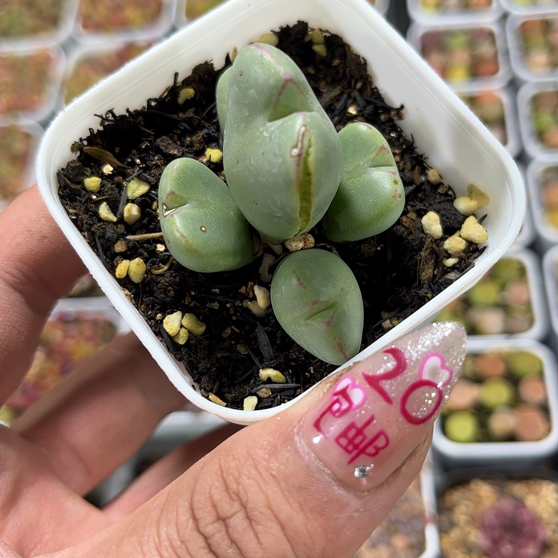 少将单头发货有根发货