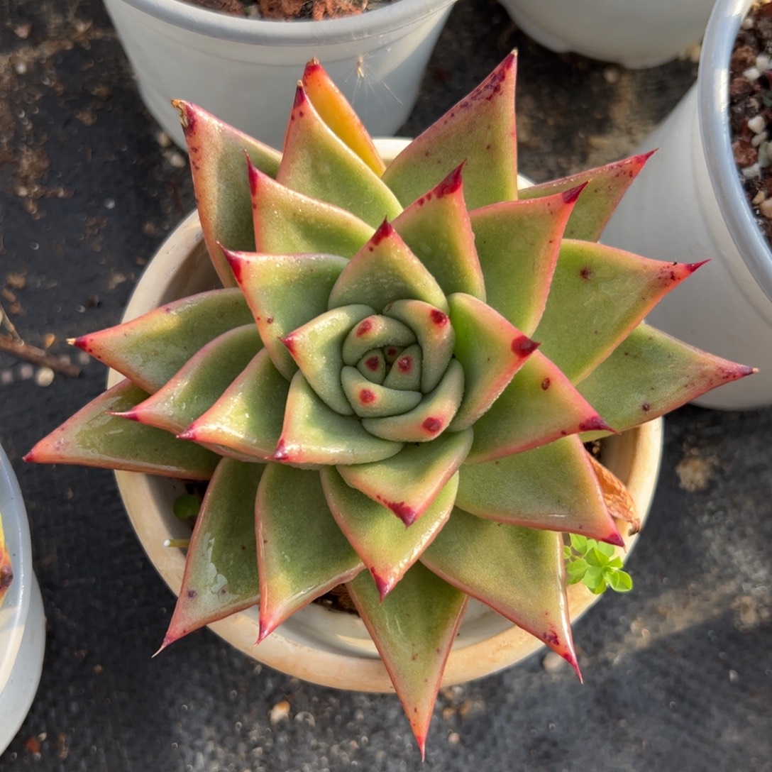 多肉植物一物一拍（138号）