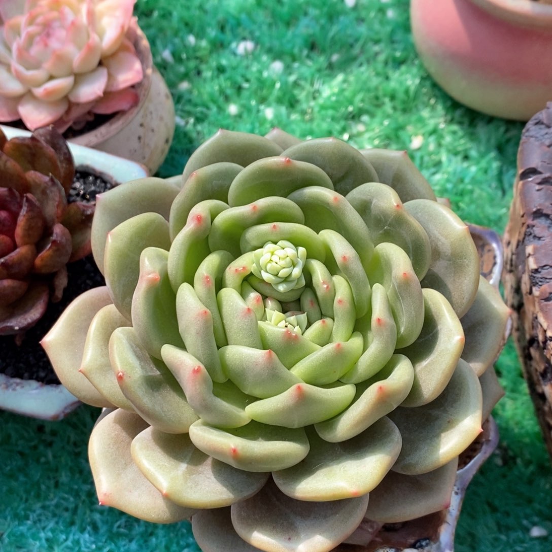 蘭蘭白玫瑰杂多肉植物盆栽