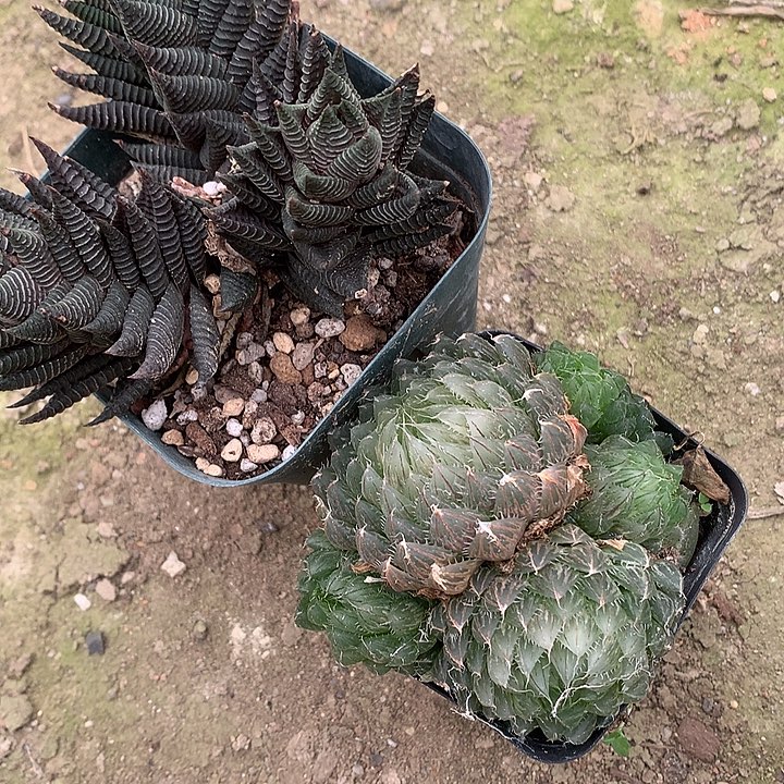 玉露硬叶dageyututxut