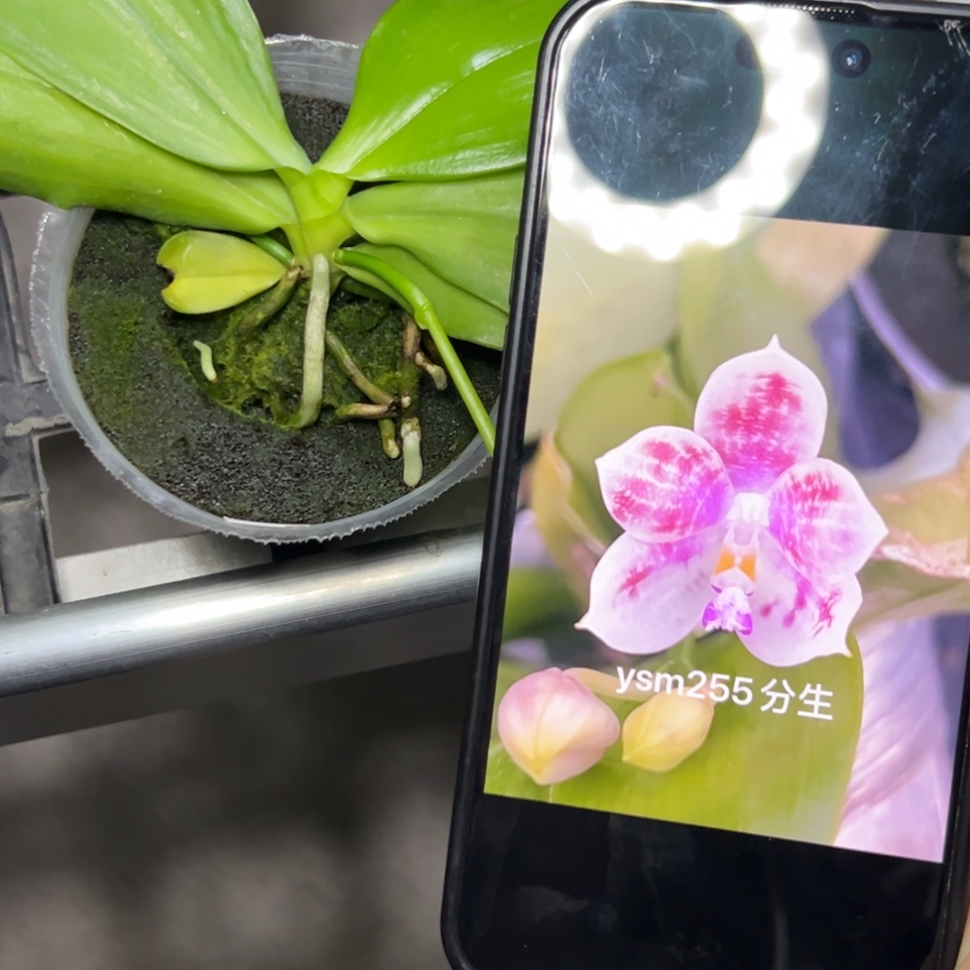 完全开放l192粉蘑菇