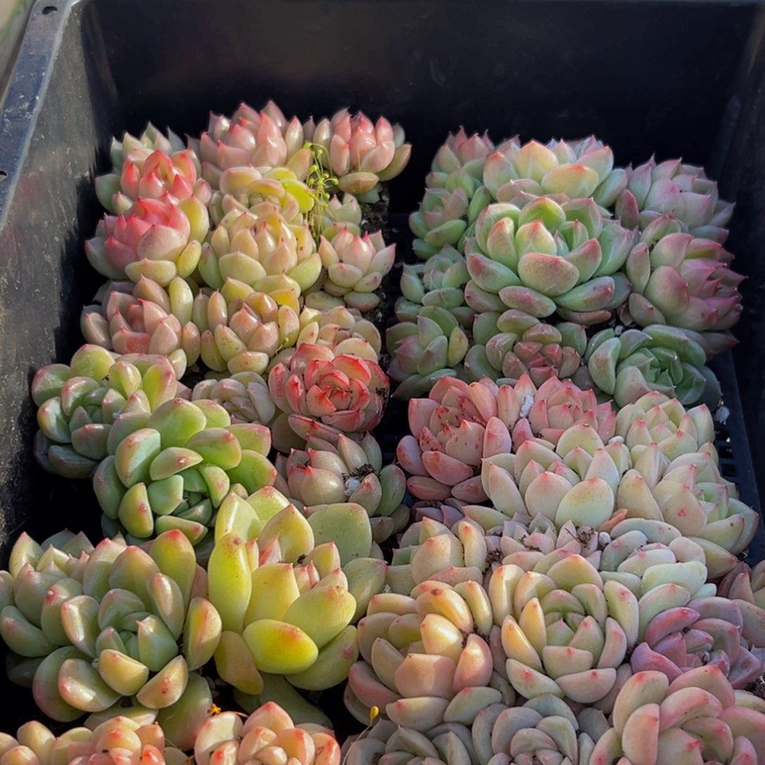 768多肉葡萄领导人