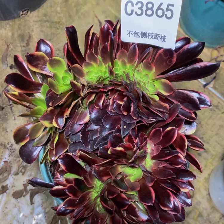 【闪购商品】3865欧嘉莉缀多肉