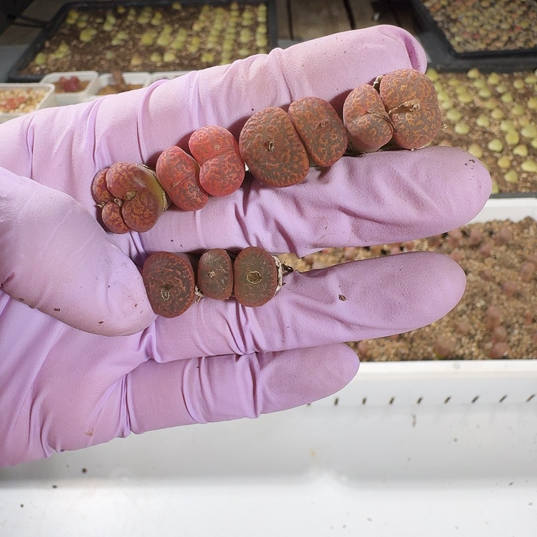 风***生多肉植物福利勋章892