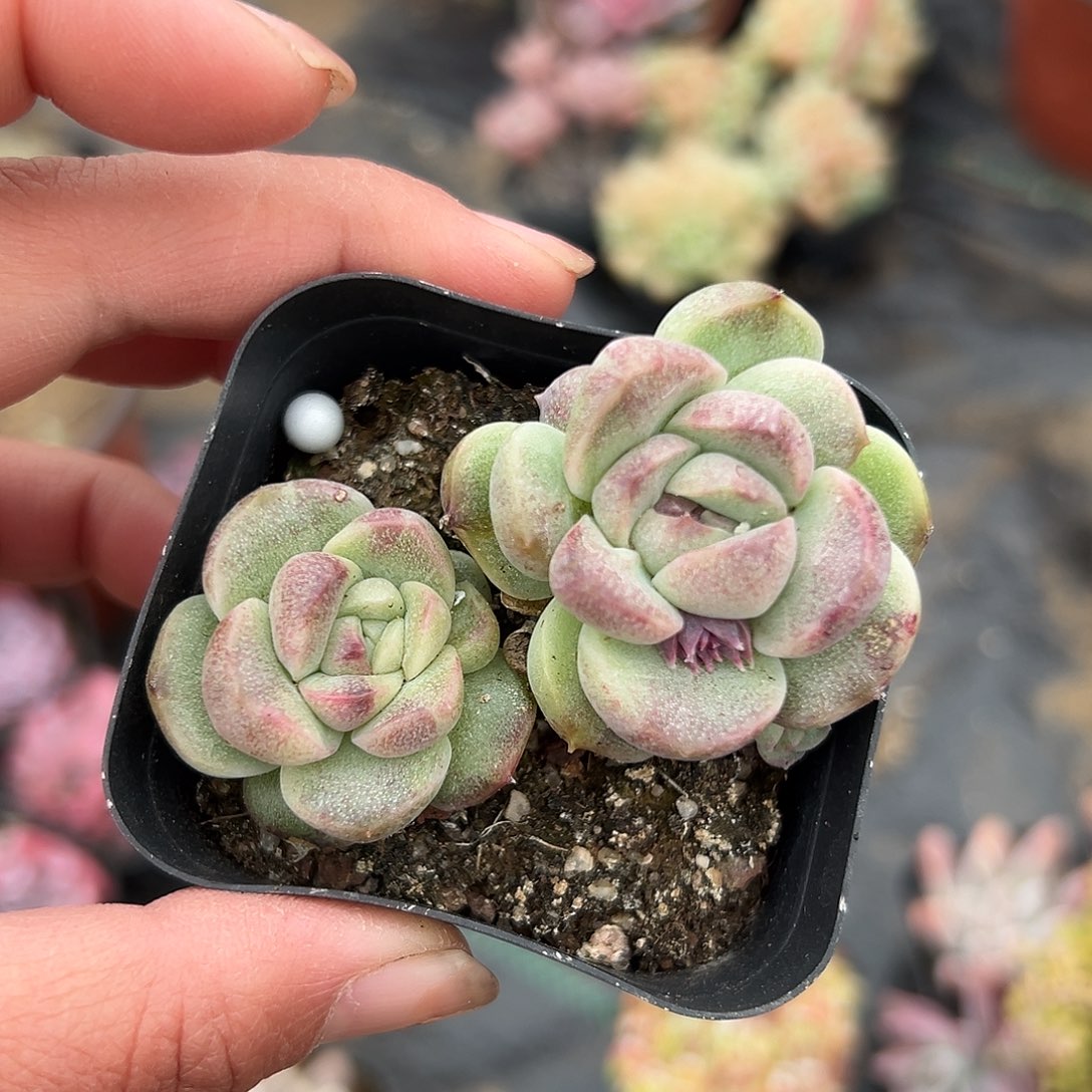 多肉植物多肉植物
