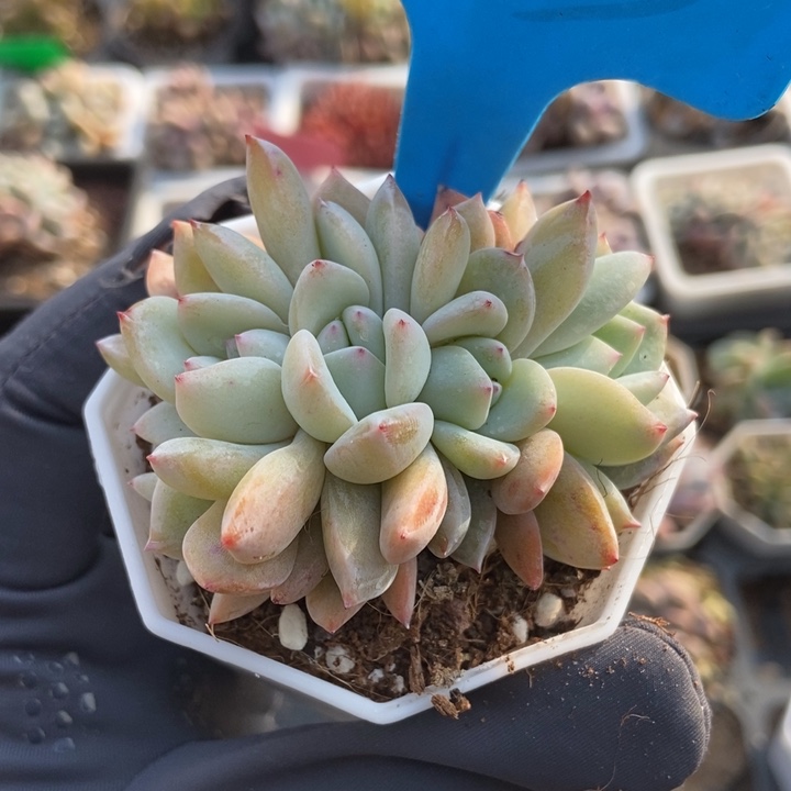 803星影多肉植物保护