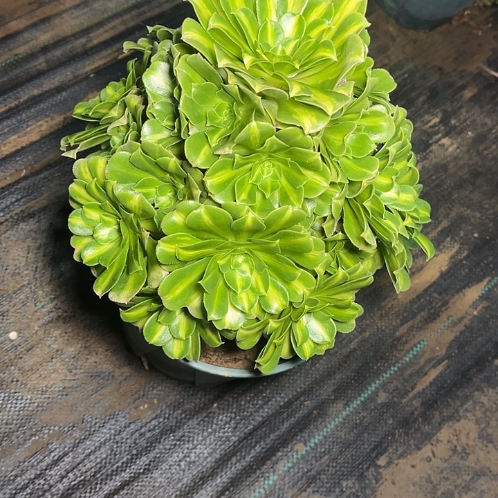 法师锦法师锦 006