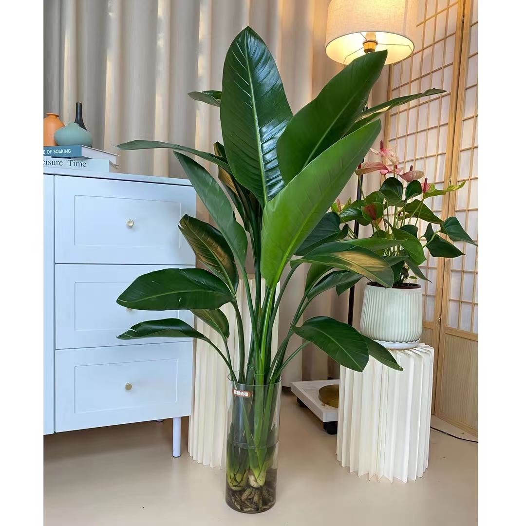 三株天堂鸟1-1.2米水培好养室内客厅净化空气夏季大气办公室