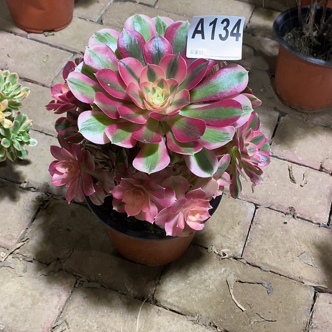 粉女巫多肉法师134